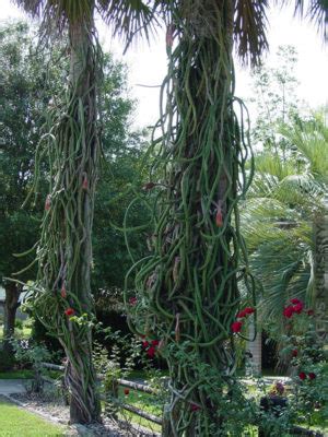Flowers of large saquaro cactus seen here in high definition hd video. Night Blooming Flamingo Cereus Cactus - Kens-Nursery
