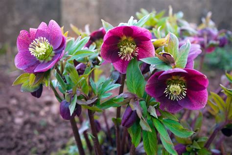 A Basic Guide For The Growth And Care Of Hellebore Plant