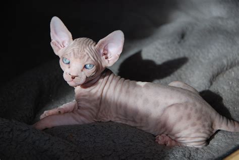 Seal Mink Tabby Sphynx Hairless Cats For Sale Hairless Cat Sphynx