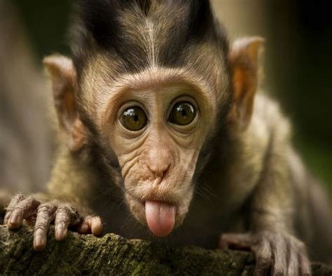 Primate Monkeys Funny Funny Animals Cute Monkey