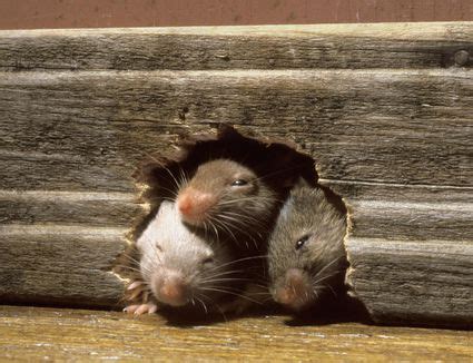 I grew up in a log cabin in northern minnesota and our home was frequently visited by the house mouse (mus musculus) is a common nuisance in the homes of people all over the world. Ways to Get Rid of Mice in the Garage