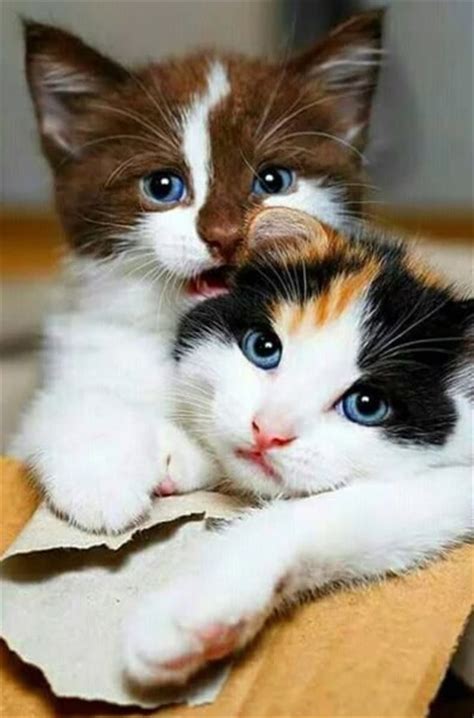 See more of cats and kittens on facebook. Stunning Colors - 25th November 2016 - We Love Cats and ...