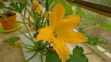 From you flowers ranks 10th among flower delivery sites. Do You Know How Long Does It Take For A Watermelon To Grow?