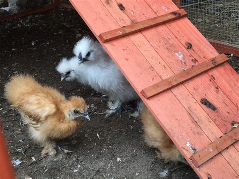 Help Silkie Sexing BackYard Chickens Learn How To Raise Chickens