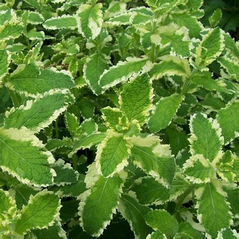 Pineapple Mint 3 Plants Organic Harrod Horticultural