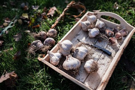 Wie vielfältig du die scharfe knolle als natürlichen pflanzenschutz einsetzen knoblauch im garten: Knoblauch anpflanzen - Osmers Garten in 2020 | Knoblauch ...