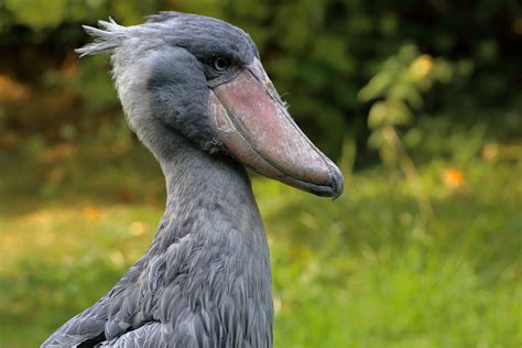 Weltvogelpark walsrode, the largest bird park in the world, covers 24 hectares (59 acres) and provides a home to birds from every continent and climactic zone around the globe. Schuhschnabel - Portrait - Vogelpark Walsrode Foto & Bild ...