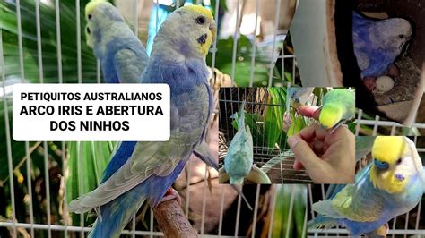 Criação de periquitos australianos arco íris e abertura dos ninhos