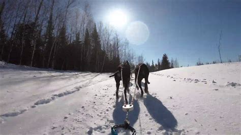 Minnesota Dog Sledding Quick Trip Dog Sled Ride Trail Overview