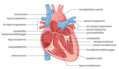 Hjertet Store Medisinske Leksikon