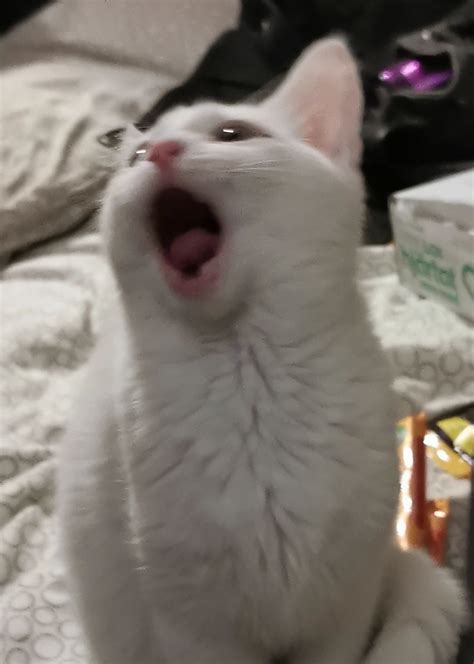 Cat Meowing Blank Template Imgflip