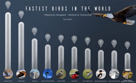 the fastest birds on the planet with highway speeds for comparison [oc] r dataisbeautiful