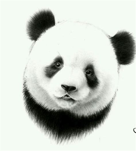 Pin By Amy Deason On Panda Pics Panda Tattoo Panda Art Panda Sketch