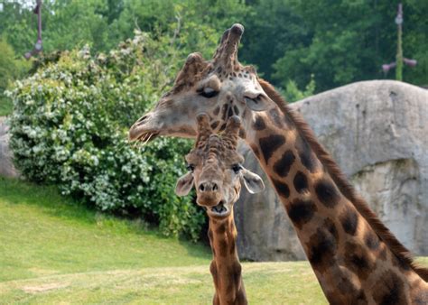 The Ultimate Guide To The Best Safari Parks In The Uk