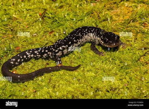 Blue Ridge Spring Salamander Hi Res Stock Photography And Images Alamy