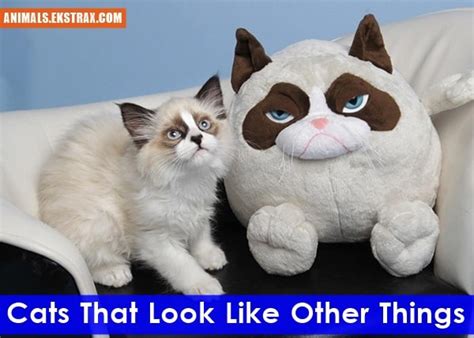 20 Pictures Of Cats That Look Like Other Things