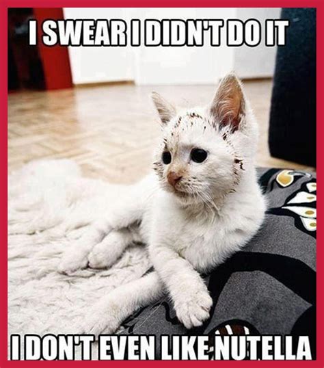 #pop cat #cat #cat memes #memes #popcat #pog cat #damemer #memer #da memer #mouth cat #cat mouth sound #popcatmob ­. The Definitive List of the 10 Best Cat Memes in the World ...