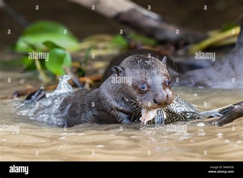Young giant river otter (Pteronura brasiliensis), feeding near Puerto