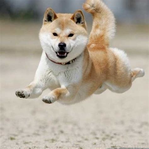 250+ coins, margin trading, derivatives, crypto loans and more. Shiba Inu - Puppies, Rescue, Pictures, Information ...