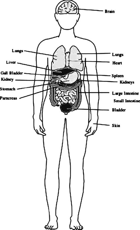 Human Body Outline With Organs Coloring Pages Human Body Outline With