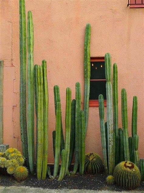 They should root and start growing in a few weeks. www.CasitasSayulita.com Such wonderful colors of green to ...