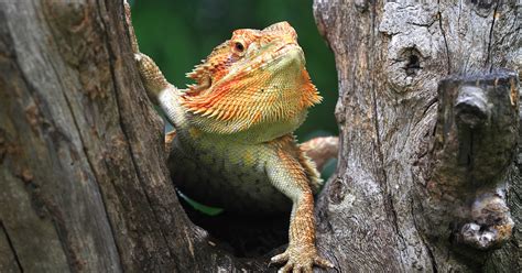 What Types Of Reptiles Make The Best Pets