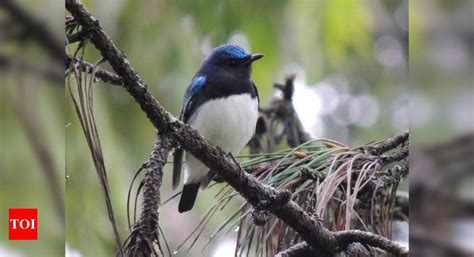 Blue Bird Visits Blue Mountains Rare Migratory Bird Spotted In The
