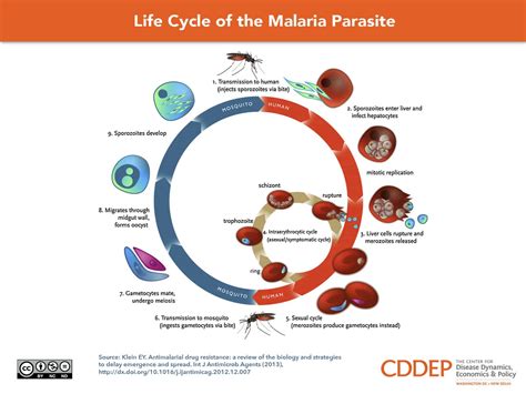 The parasite is transmitted to humans through the bites of infected mosquitoes. Life Cycle of the Malaria Parasite - Center for Disease Dynamics, Economics & Policy (CDDEP)