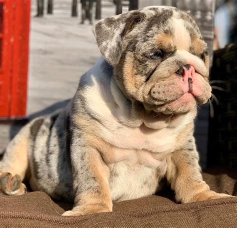 For example, if you have a french bulldog, you may want to call him paris or eiffel! English Bulldog Puppies For Sale - Bulldog Puppies For ...