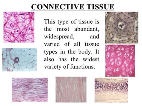 5 Types Of Connective Tissue
