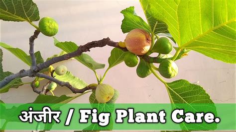 How To Grow Fig Anjeer Plant In Pot How To Care Fig Tree How To Take