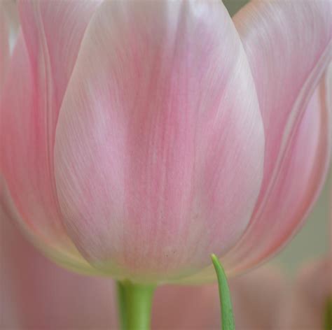 Pretty Pink Tulip Flower Photograph By P S