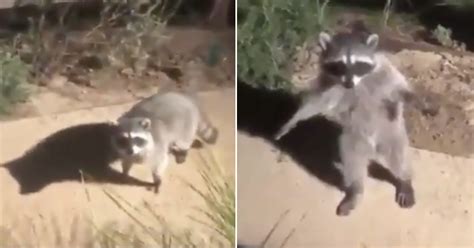 These Raccoons Hilariously Caught In The Act Is One For The Ages The Poke