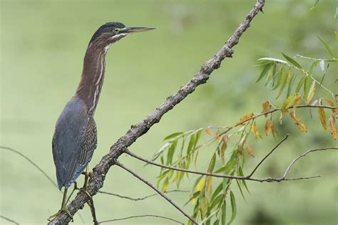 The Green Heron Wildlife In Nature