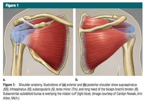 Webmd's shoulder anatomy page provides an image of the parts of the shoulder and describes its function, shoulder problems, and more. Ultrasound Leadership Academy: Intro to Shoulder ...