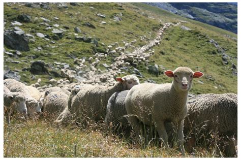 Troupeau de moutons en Savoie