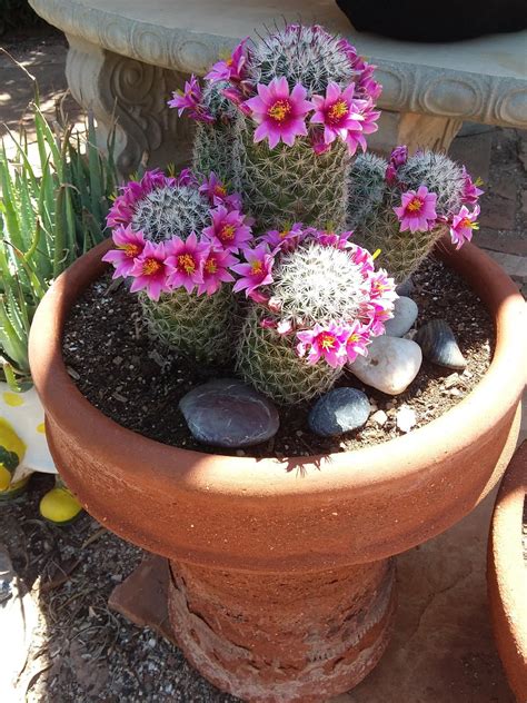 Cactus seeds can be exclusively purchased from azur for 20 sand dollars each. Move over Coachella, no one does a flower crown like a ...