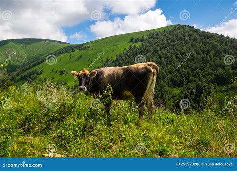 View Of Cows In Caucasus Mountains Stock Photo Image Of View