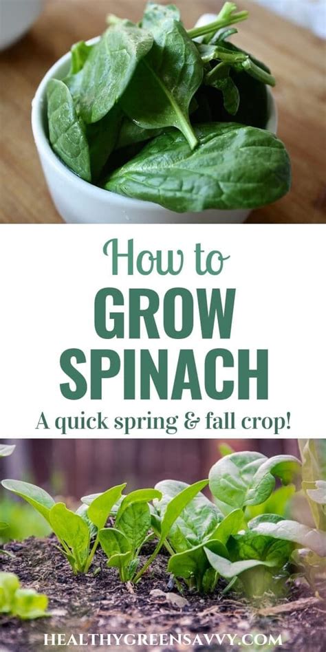 How To Grow Spinach Growing Spinach From Seed To Harvest Growing