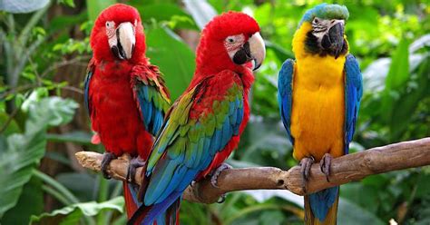 Chunks are small bits of information, which can be combined into more advanced structures. Pihak Zoo Terpaksa Asingkan 5 Burung Kakak Tua Kerana ...