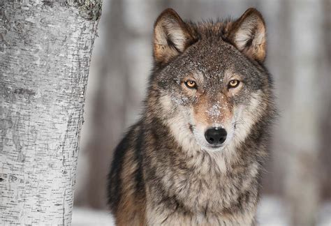 Fascinating Wolf Facts For Kids