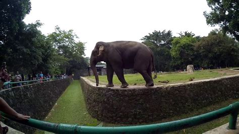 Atraksi Gajah Kebun Binatang Ragunan Jakarta Wisata Keluarga Vlog03