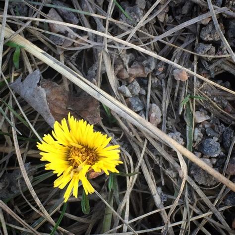 Tussilago farfara, a plant species native to europe and parts of asia and africa. Coltsfoot. | Flora, Plants