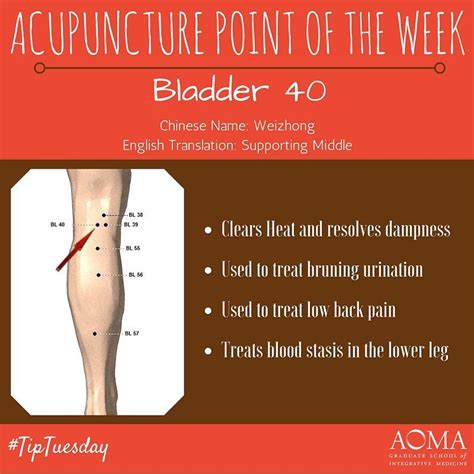 Tiptuesday📍acupuncture Point Of The Week Bladder 40 😊