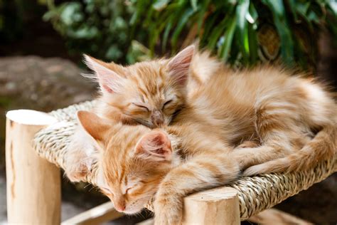 Free Images Animal Cute Fur Young Kitten Sleeping Feline
