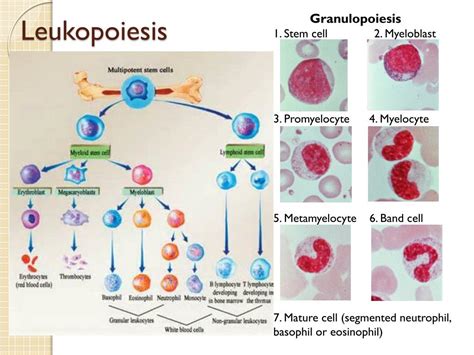Ppt Leukocytes Formation Function And Pathology Clinical Pathology