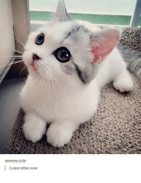 Aw Cute Cutest Kitten Ever Cute Meme On Meme