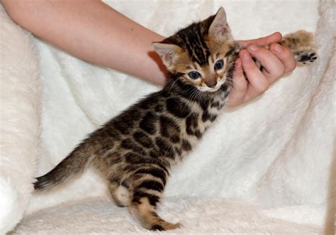 Bengal Cats For Sale Anchorage Ak 132910 Petzlover