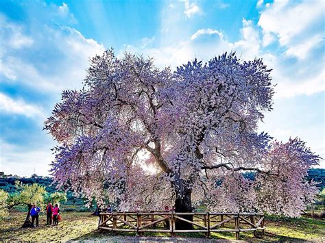 Posiblemente El árbol Más Hermoso Del Mundo Propronews