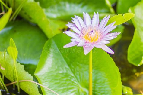 Beautiful Blooming Lotus Flower On Green Leaves Background Lotus With